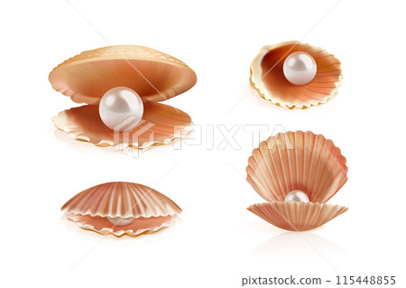 Realistic pearl shell. 3d oysters shells closeup, opened closed oyster seashell with white pearls, isolated concha cockleshell sea marine open scallop exact vector illustration 115448855