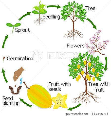 A growth cycle of a carambola plant on a white background. 115448921