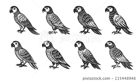 Tropical parrot bird set. Black silhouette on a white background. Engraving, tattoo. Illustration 115448948