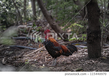 Red junglefowl is on the ground of the jungle. Red junglefowl is on the ground of the jungle. 115448970