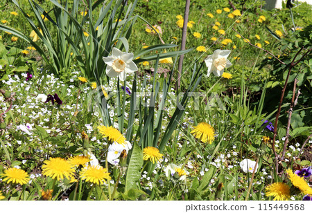 White garden flowers daffodils on a flowerbed White garden flowers daffodils on a flowerbed 115449568