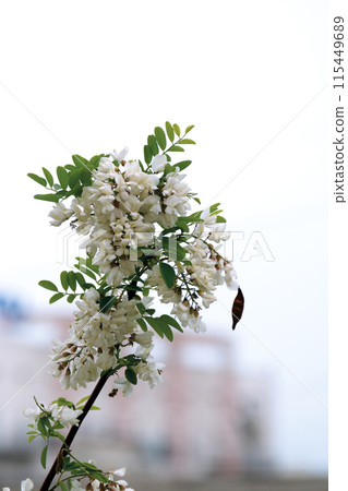 Bunches of white acacia. Bunches of white acacia. 115449689
