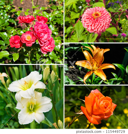 Assorted Colorful Flower Garden Collage. 115449729