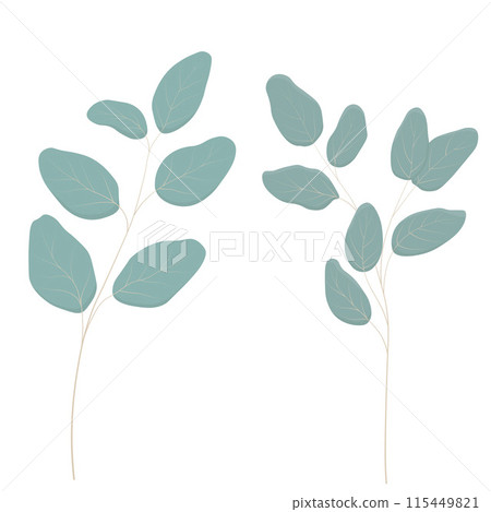 eucalyptus leaves 115449821