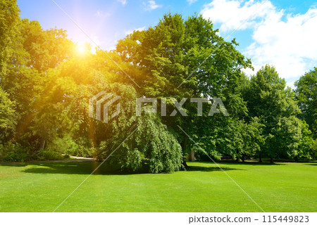 Sunrise in picturesque park with green grass and trees. Sunrise in picturesque park with green grass and trees. 115449823