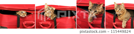 Set photos of young kitten in red suitcase isolated on white Set photos of young kitten in red suitcase isolated on white 115449824