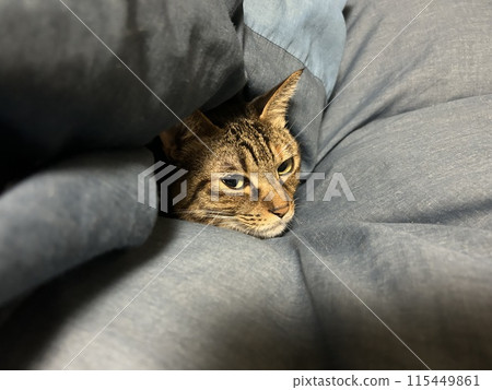 This is a tabby cat buried in the duvet, with only its face showing. 115449861
