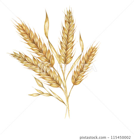 Wheat ears bunch, stalks of barley bouquet, cereals spikes. Watercolor illustration for bread, beer, whisky, malt, flour packaging, tags and label. Symbol of Shavuot, Thanksgiving, Oktoberfest clipart Wheat ears bunch, stalks of barley bouquet, cereals spikes. Watercolor illustration for bread, beer, whisky, malt, flour packaging, tags and label. Symbol of Shavuot, Thanksgiving, Oktoberfest clipart 115450002