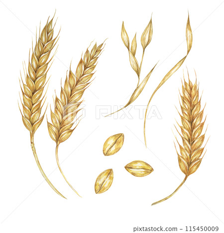 Barley spikes, cereal grain ears, wheat stalks. Symbol of Shavuot, Thanksgiving, Oktoberfest clipart. Cottagecore rustic watercolor illustration for beer, whisky, bread, flour packaging, labels. 115450009