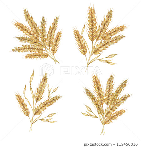 Wheat ears bouquets, stalks of barley cereal grain spikes. Watercolor illustration for bread, beer, whisky, malt, flour packaging, tags and labels. Symbol of Shavuot, Thanksgiving, Oktoberfest clipart 115450010