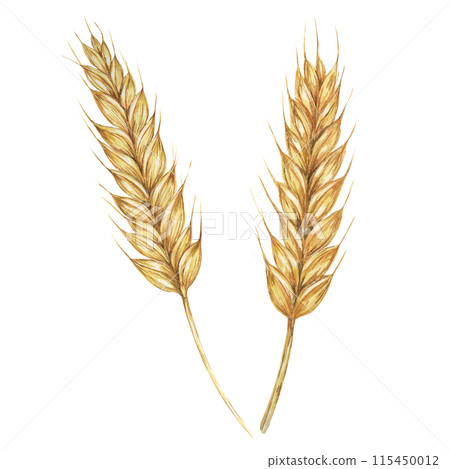 Wheat ears, stalks of barley golden cereal grain spikes. Watercolor illustration for bread, beer, whisky, malt, flour packaging, tags and labels. Symbol of Shavuot, Thanksgiving, Oktoberfest clipart Wheat ears, stalks of barley golden cereal grain spikes. Watercolor illustration for bread, beer, whisky, malt, flour packaging, tags and labels. Symbol of Shavuot, Thanksgiving, Oktoberfest clipart 115450012