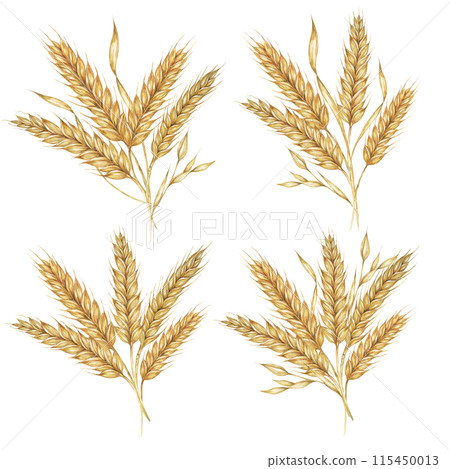 Barley spikes bunch, cereal grain ears, wheat stalks. Bouquet for Shavuot, Thanksgiving, Oktoberfest clipart. Cottagecore rustic watercolor illustration for beer whisky, bread, flour packaging, label. Barley spikes bunch, cereal grain ears, wheat stalks. Bouquet for Shavuot, Thanksgiving, Oktoberfest clipart. Cottagecore rustic watercolor illustration for beer whisky, bread, flour packaging, label. 115450013