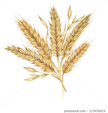 Wheat ears bunch, barley bouquet, cereals arrangement. Watercolor illustration for bread, beer, whisky, malt, flour packaging, tags and label. Symbol of Shavuot, Thanksgiving, Oktoberfest clipart Wheat ears bunch, barley bouquet, cereals arrangement. Watercolor illustration for bread, beer, whisky, malt, flour packaging, tags and label. Symbol of Shavuot, Thanksgiving, Oktoberfest clipart 115450014