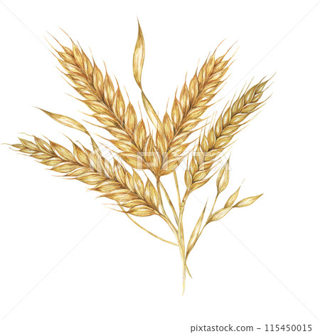 Barley spikes bouquet, cereal ears, wheat stalks. Grains for Shavuot, Thanksgiving, Oktoberfest clipart. Cottagecore rustic watercolor illustration for beer whisky, bread, flour packaging, label. 115450015
