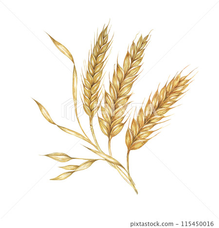 Barley spikes, cereal grain ears, wheat stalks. Symbol of Shavuot, Thanksgiving, Oktoberfest clipart. Cottagecore rustic watercolor illustration for beer, whisky, bread, flour packaging, labels. 115450016