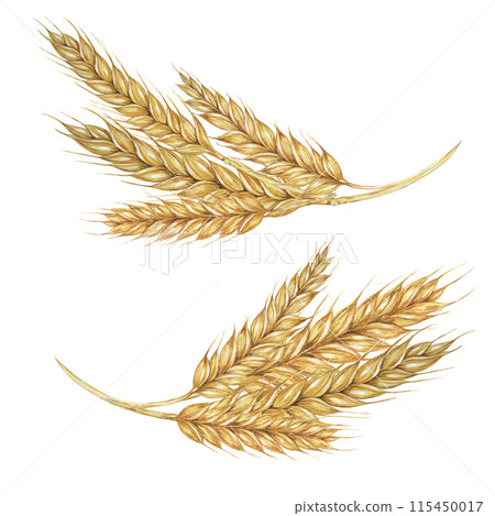 Wheat ears, stalks of barley golden cereal grain spikes. Watercolor illustration for bread, beer, whisky, malt, flour packaging, tags and labels. Symbol of Shavuot, Thanksgiving, Oktoberfest clipart 115450017