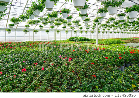 Flower nursery with many colorful flower plants in pots on the shelves and hanging from ceiling 115450050