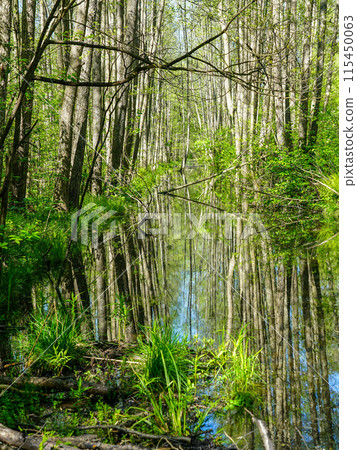 Beautiful wild landscape of swampy forest in green spring, reflections of tree trunks in water 115450063