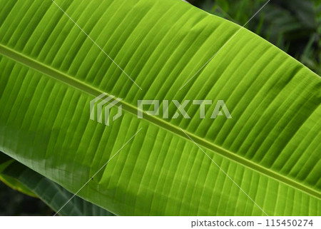 芭蕉葉中心軸左右延伸的平行葉脈很漂亮。 115450274