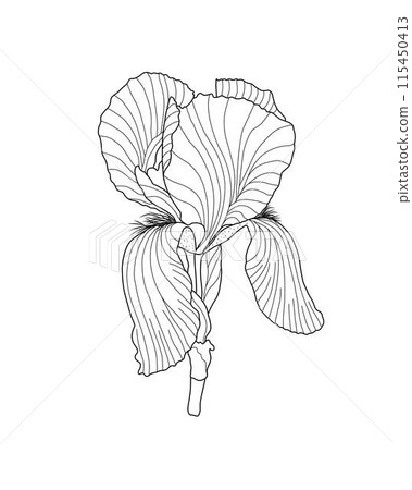 Iris germanica garden flower, stem outline hand drawn vector illustration, floral design element, graphic clipart for invitation, card, wedding decor, February birth month flower, botanical line art 115450413
