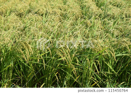 Ears of rice beginning to ripen Yamagata Shonai rice 115450764