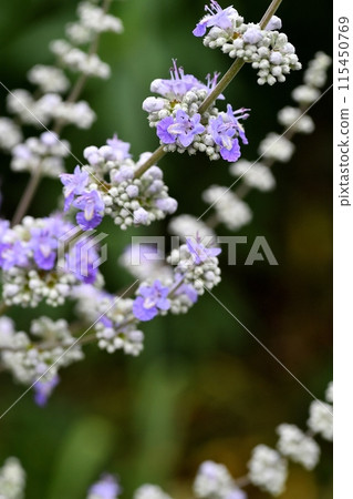 胡蘿蔔胡蘿蔔花 115450769