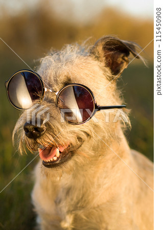 Dog Wearing Sunglasses in Park Dog Wearing Sunglasses in Park 115450908