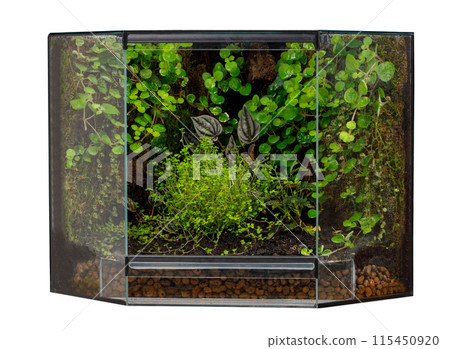 Tropical Terrarium with Lush Green Plants 115450920