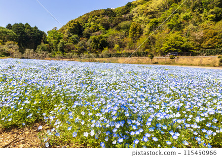 Nemophila (sunny) 115450966