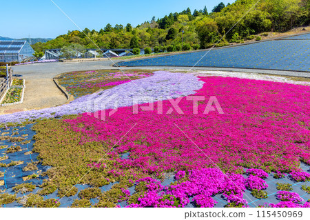 Nemophila (sunny) 115450969