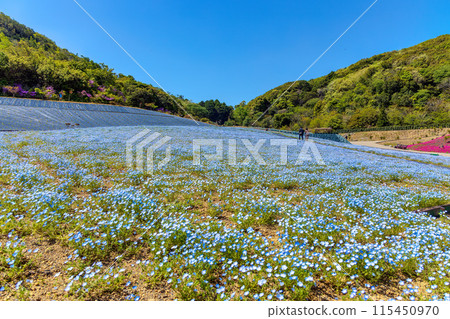 睡蓮（晴天） 115450970