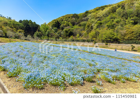 睡蓮（晴天） 115450981