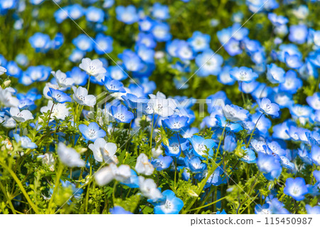 Nemophila (sunny) Nemophila (sunny) 115450987