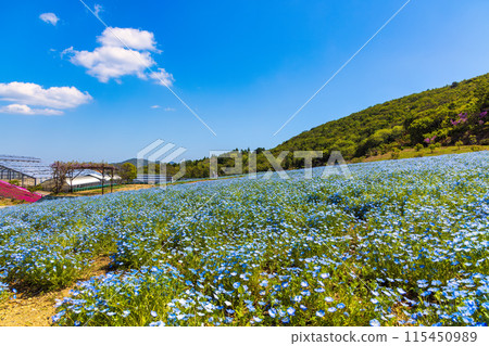 Nemophila (sunny) 115450989