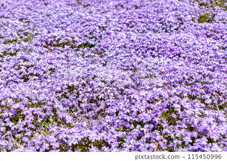 睡蓮（晴天） 115450996