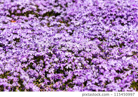 Nemophila (sunny) 115450997