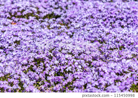 Nemophila (sunny) 115450998