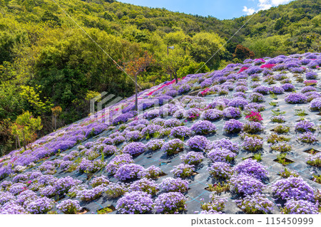 Nemophila (sunny) Nemophila (sunny) 115450999