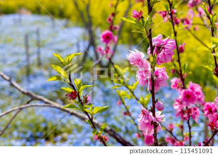 粉紅蝶花和油菜花（晴天） 115451091