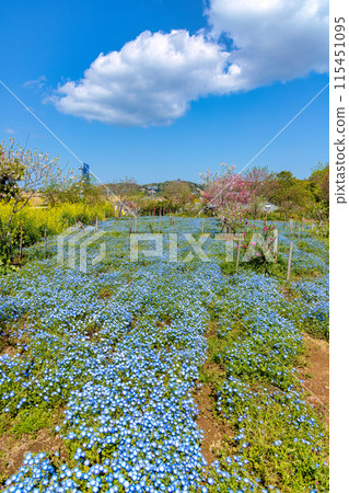 Nemophila and rape blossoms (sunny) Nemophila and rape blossoms (sunny) 115451095