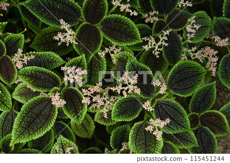 The edges of the leaves of Pilea crassifonia are beautiful with small flowers scattered amongst the yellow-green carpet. 115451244
