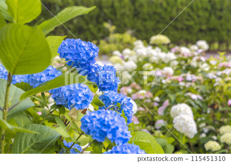 Lily (June) 115451310