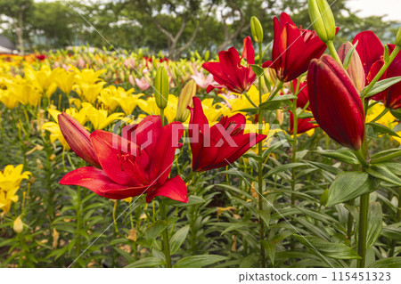 莉莉（六月） 115451323