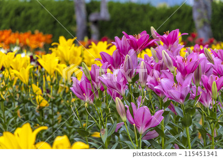 Lily (June) 115451341