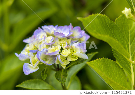 Lily (June) Lily (June) 115451371