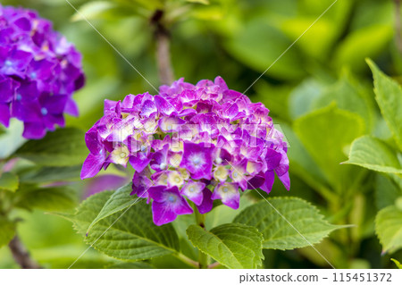 Lily (June) 115451372