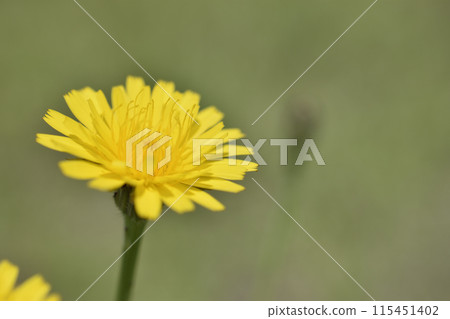 Pork vegetables 115451402