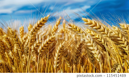 A close up of a field full of ripe wheat, AI 115451489