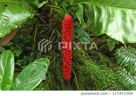 Anthurium cubensis is a grotesque plant with countless bright red fruits hanging down. 115451569
