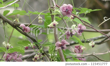 Mitsuba Abe Flower Flower 115451777